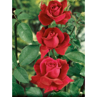Rosa ´Clg. Crimson Glory´ / Růže popínavá červená, keř, BK