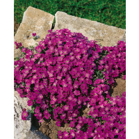 Aubrieta cultorum 'Vesuv' / Tařička, K9