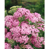 Achillea millefolium 'Lilac Beauty' / Řebříček obyčejný, C1