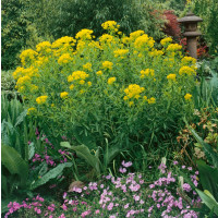 Euphorbia palustris ´Walenburg´s Glory´ / Pryšec bahenní , K9