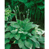 Hosta ´Big Daddy´ / Funkie / Bohyška, C1