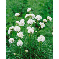 Armeria maritima ´Alba´/ Trávnička přímořská, K9
