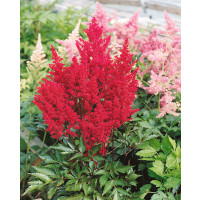 Astilbe japonica ´Montgomery´ / Čechrava japonská, K9
