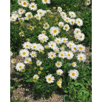 Aster alpinus ´Albus´ / Hvězdnice alpská bílá / Astra, K9