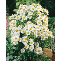 Aster novi-belgii ´White Ladies´ / Hvězdnice novobelgická , K9