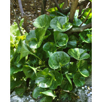 Asarum europaeum / Kopytník evropský, K9