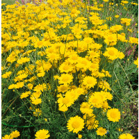 Anthemis tinctoria ´Kelwayi´ / Rmen barvířský citrónově žlutý, K9