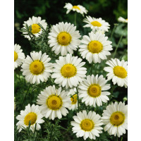 Anthemis hybrida ´Sauce Hollandaise´ / Rmen, K9