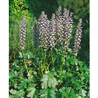 Acanthus mollis / Paznehtník měkký, K11