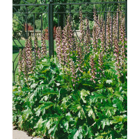 Acanthus hungaricus / Paznehtník uherský, K11