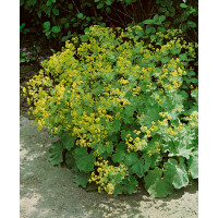 Alchemilla molis ´Auslese´ / Kontryhel měkký zelenožlutý, K9