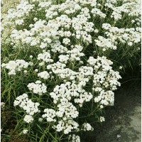 Anaphalis margaritacea Neuschnee / plesnivka Perlovitý , K9