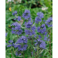 Caryopteris cland. ´Heavenly Blue´ / Ořechoplodec clandonský, 20-25 cm, K9