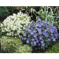 Campanula carp ´Clips White´ / Zvonek karpatský bílý, K9