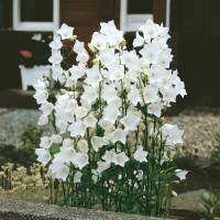 Campanula persicifolia ´Alba´ / Zvonek broskvolistý bílý, K9
