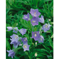 Campanula persicifolia ´Blue´ / Zvonek broskvolistý modrý, K9
