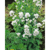 Campanula glomerata ´Alba´ / Zvonek klubkatý, K9
