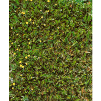 Cotula squalida / Kotula, K9