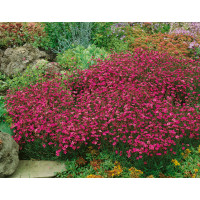 Dianthus deltoides ´Roseus´ / Hvozdík kropenatý, K9