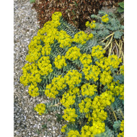 Euphorbia myrsinites / Pryšec myrtovitý , K9