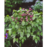 Epimedium rubrum / Škornice červená s bílou, K9