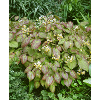 Epimedium x versicolor ´Sulphureum´ / Škornice pestrobarevná, K9