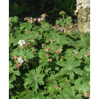 Geranium macrorrhizum ´Spessart´/ Kakost oddenkatý bílý, K9