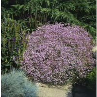 Gypsophila ´Rosenschleier´ / Šater , K9