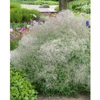 Gypsophila paniculata 'Bristol Fairy' / šater latnatý , K9