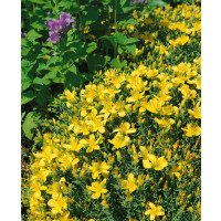 Hypericum polyphyllum ´Grandiflorum´ / Třezalka mnoholistá, K9