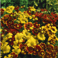 Helenium autumnale ´Yellow´/ Záplevák podzimní žlutý, C1,5