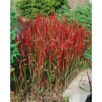 Imperata cylindrica ´Red Baron´ / Lalang válcovitý / Krvavá tráva, K13