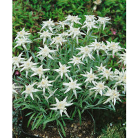 Leontopodium alpinum ´Edelweiss´ / Protěž alpská, K9