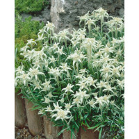 Leontopodium alpinum ´Edelweiss´ / Protěž alpská, K9