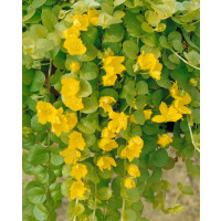 Lysimachia numm. ´Aurea Goldilock´ / Vrbina penízková, K9