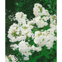 Phlox paniculata 'Pax' / Plamenka latnatá, C1