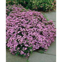 Saponaria ocymoides / Mydlice bazalkovitá, K9