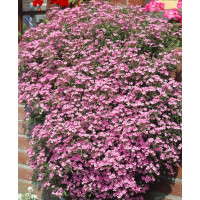 Saponaria ocymoides / Mydlice bazalkovitá, K9