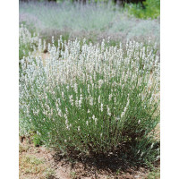 Lavandula angustifolia ´Alba´ / Levandule lekářská, C1