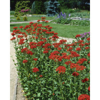 Lychnis  chalcedonica / Kohoutek chalcedonský, K9