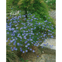 Linum perenne ´Saphir´ / Len vytrvalý, K9