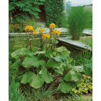 Ligularia dentata (clivorum) / Popelivka zubatá, K9