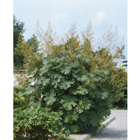 Macleaya cordata / Okecek srdčitý, K9