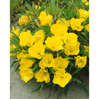 Oenothera macrocarpa / Pupalka missourská, K9