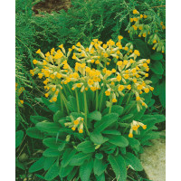 Primula veris ´Cabrillo´ / Petrklíč / Prvosenka jarní citrónově žlutá, K9