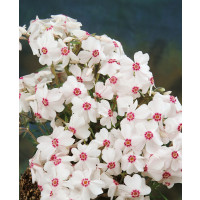 Phlox subulata ´Amazing Grace´ / Plamenka šídlovitá, K9