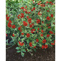 Potentilla atrosanguinea / Mochna tmavočervená, C1