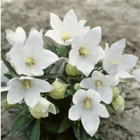 Platycodon grandiflorum ´Astra White´ / Boubelík větší , K9