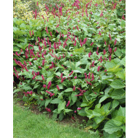 Persicaria amplexicaule ´Speciosa´ / Rdesno, K11