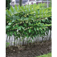 Polygonatum multiflorum / Kokořík mnohokvětý, K9